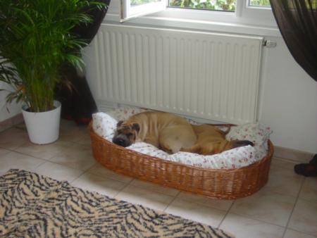 Sieste
