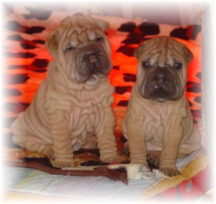 Bailey & Lou