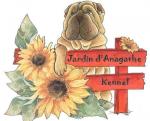 Shar-pei du Jardin d'Anagathe